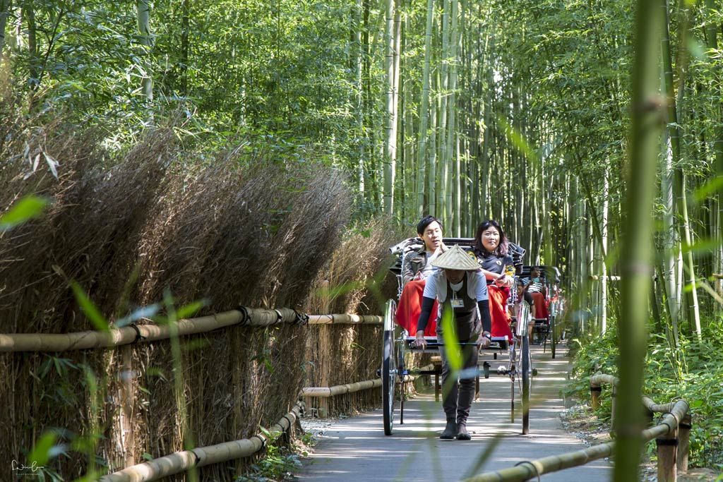 Japan Kyoto Bamboo grove