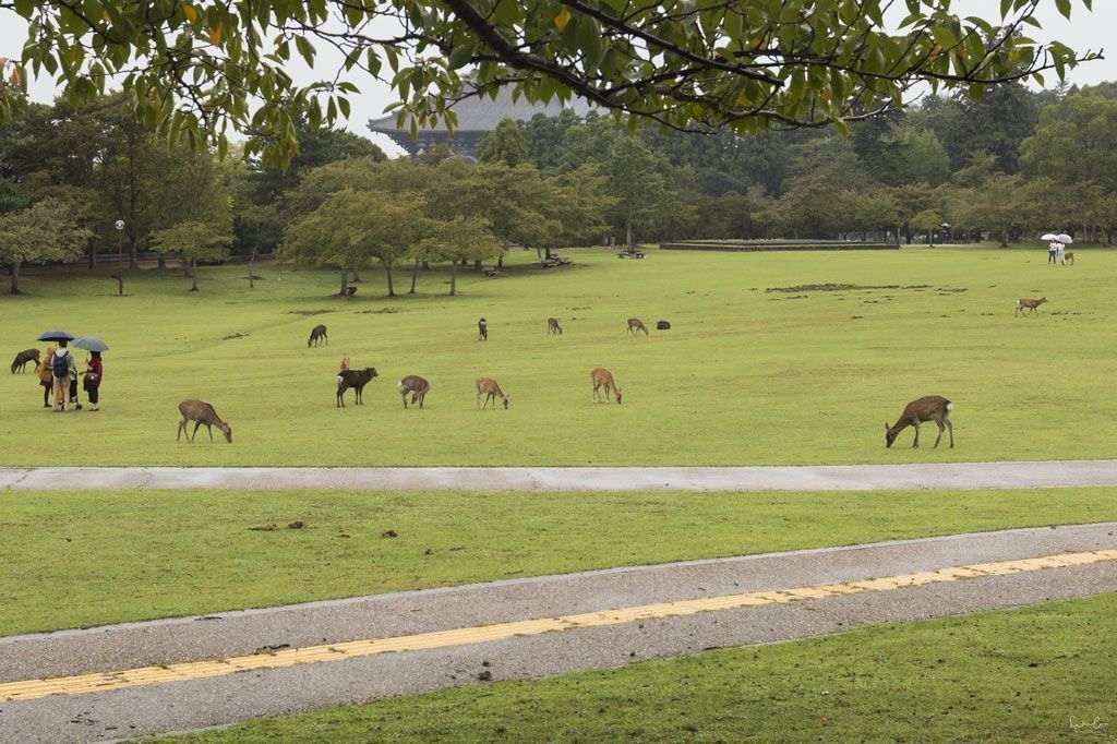 Nara Park