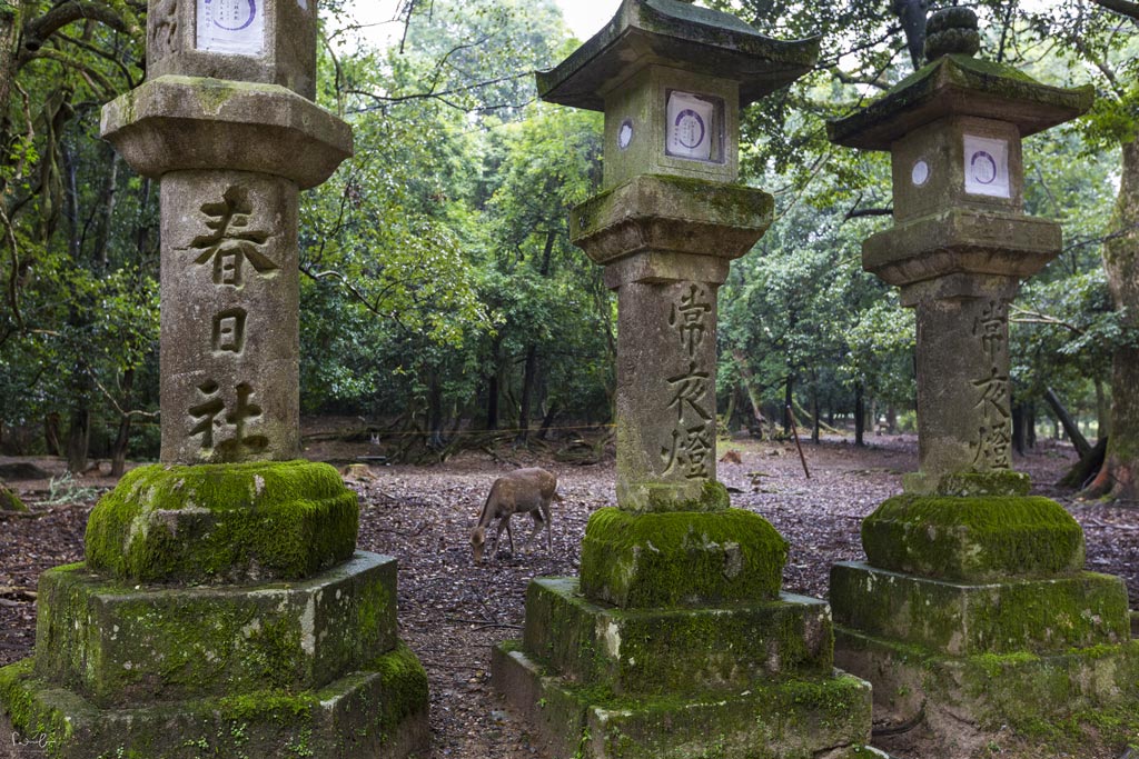 Nara stone lanterns
