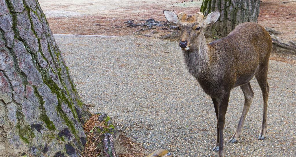 Nara deer