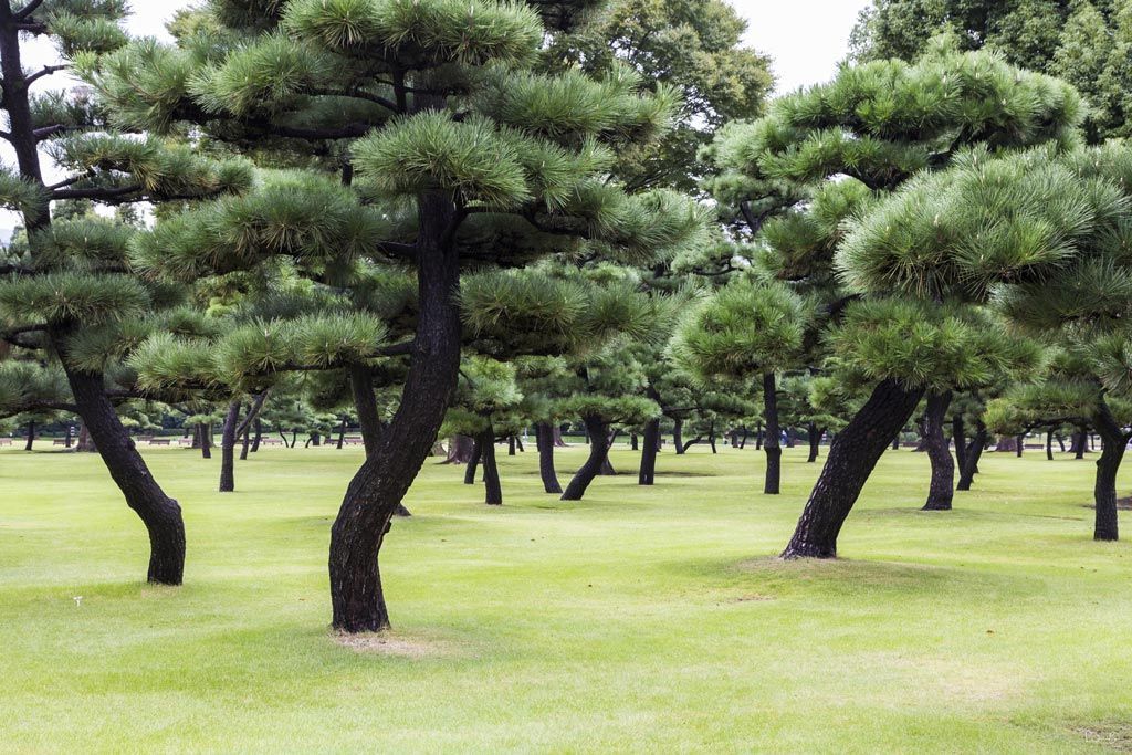 Tokyo Imperial Palace