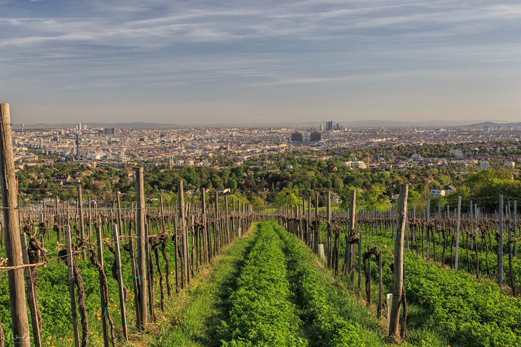 Vienna summer locations vineyards