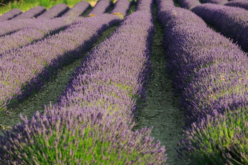 Provence lavender season