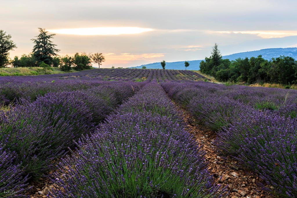 Ansichtskarte: blühendes Lavendel Frankreich Provence Feld 