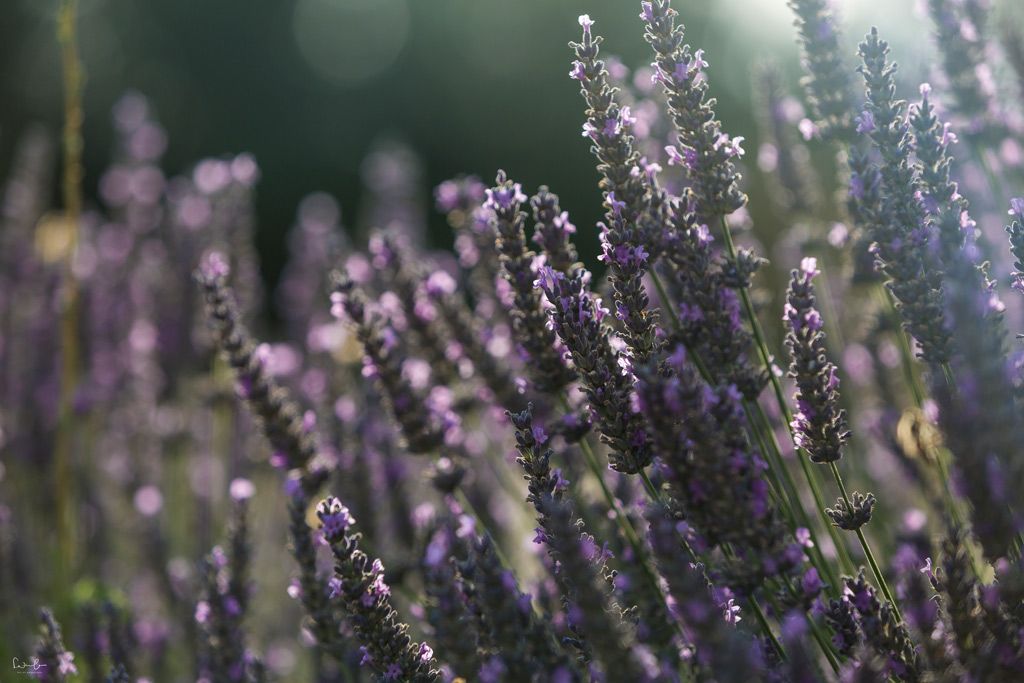 Lavendelblüte Provence