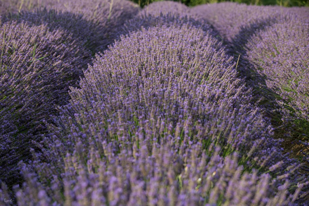 Lavender season Provence