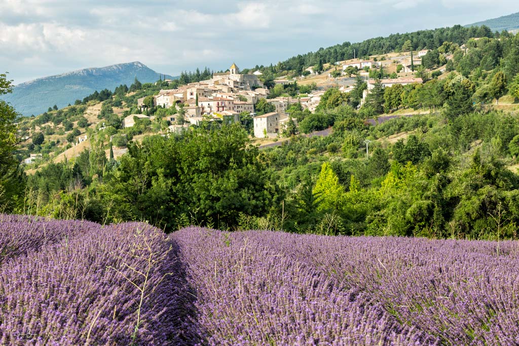 lavender season Provence