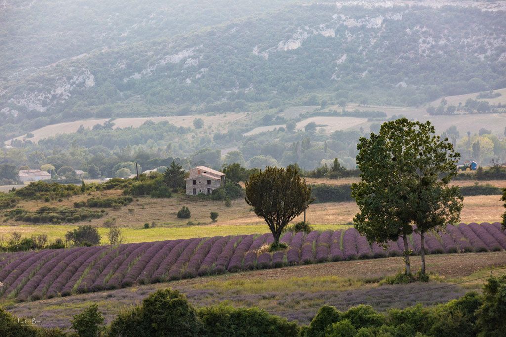 Provence lavender season