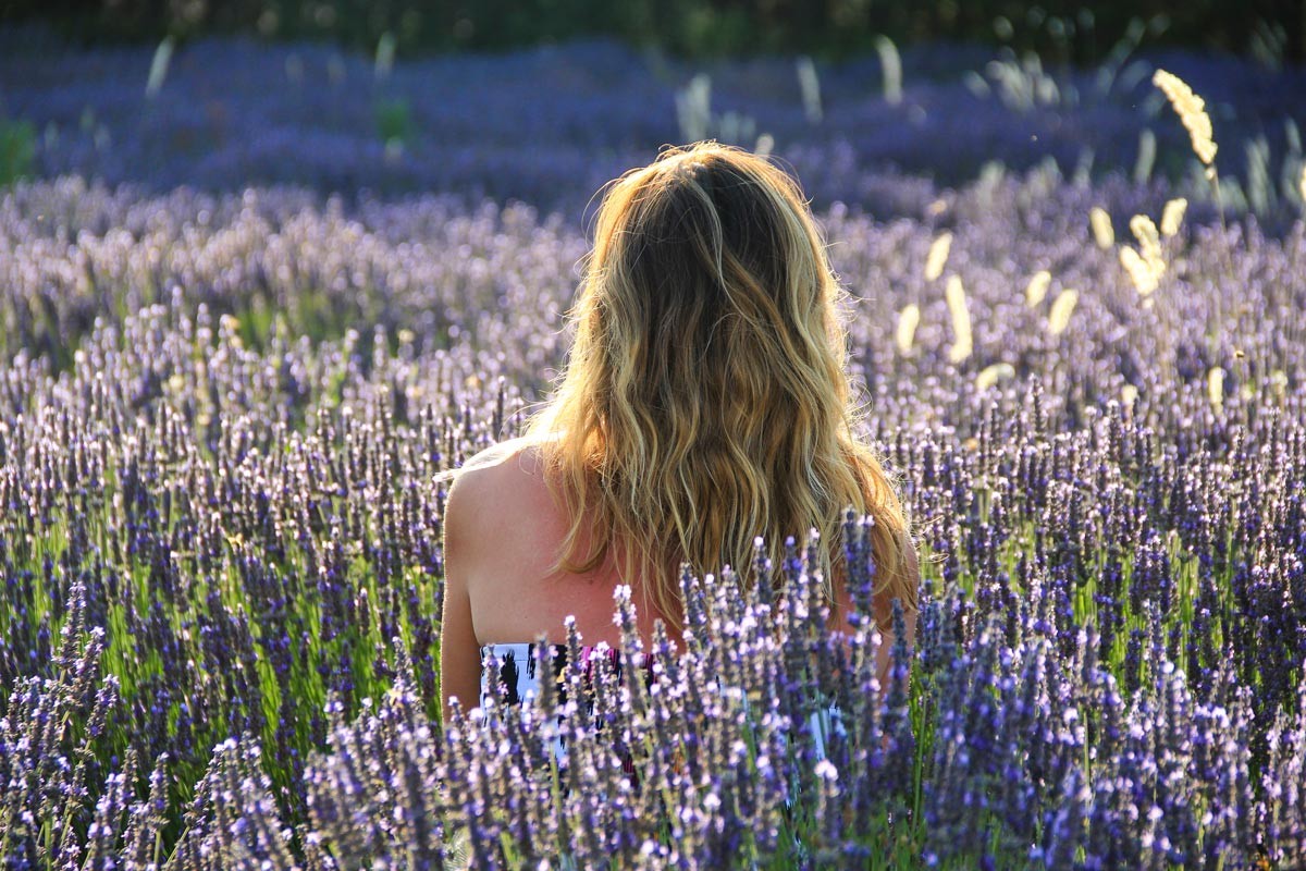 Provence lavender season