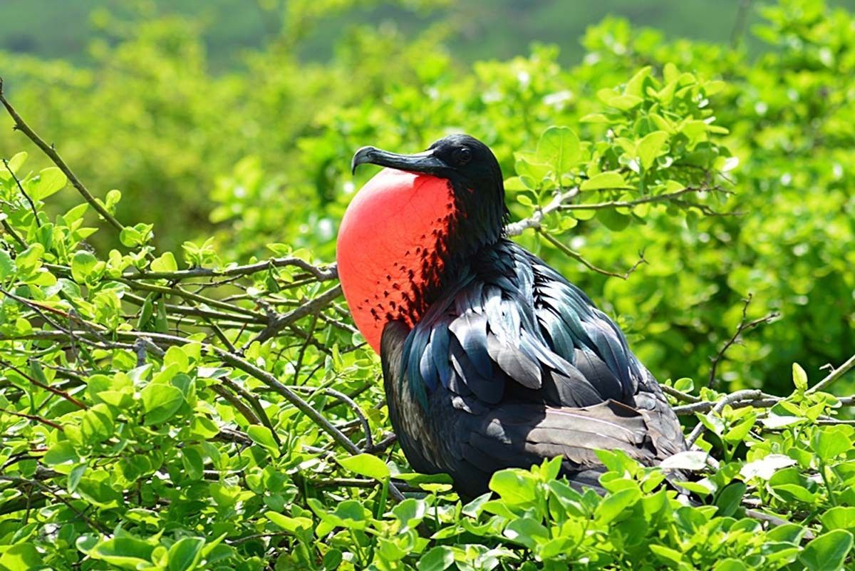 Ecuador and Galapagos photo tour