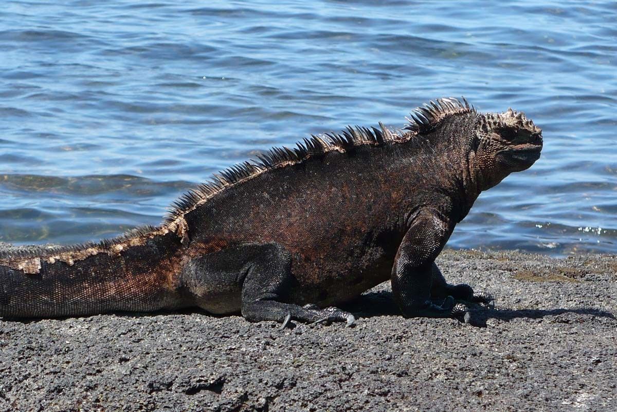 Ecuador and Galapagos photo tour