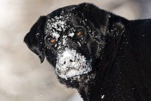 fotografieren im winter