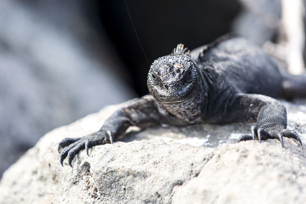 Ecuador itinerary Galapagos