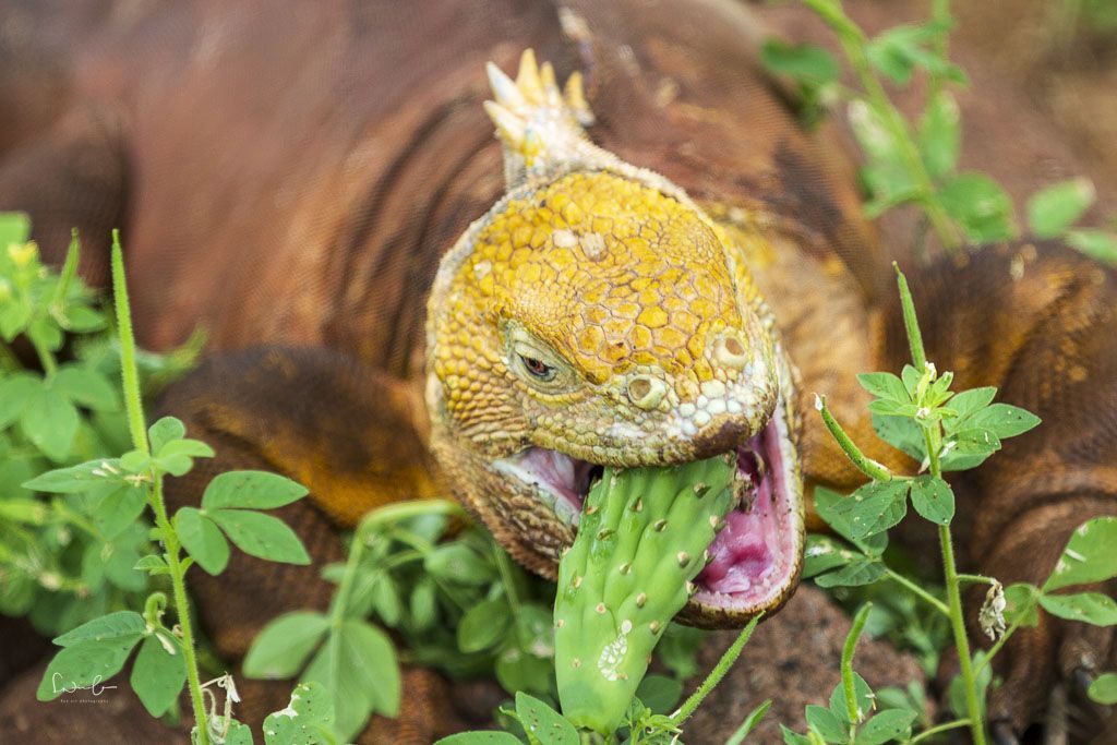 Ecuador photography tour