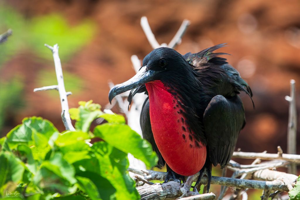 Ecuador Reiseführer Fregattvogel