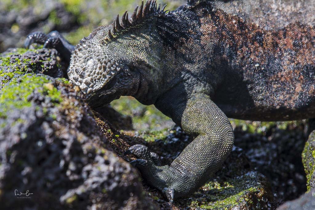 Galapagos Iguana frisst Ecuador Reisetipps Galapagos