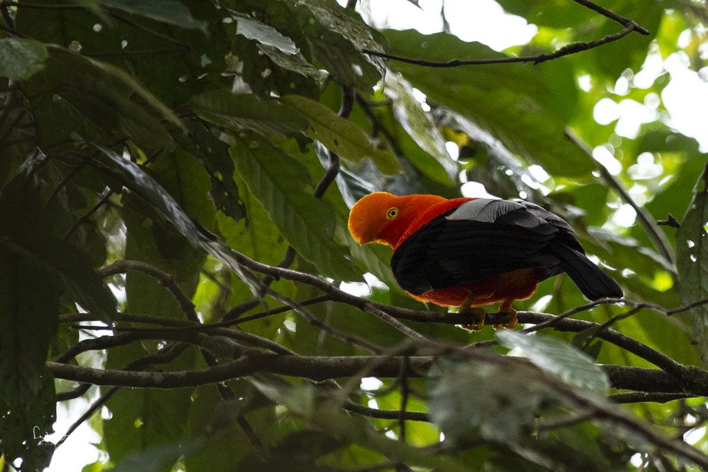 Andean Cliff Bird