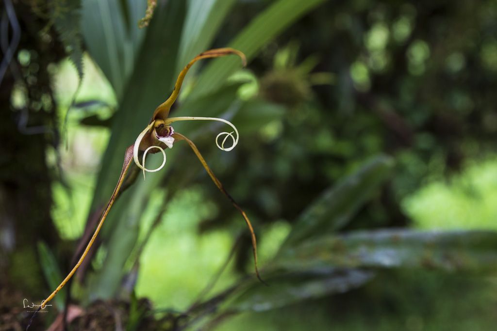 Maxillaria fractiflexa