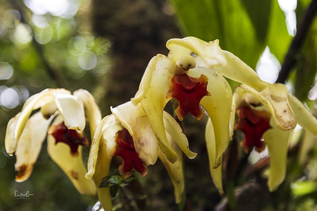 Lycaste denningiana