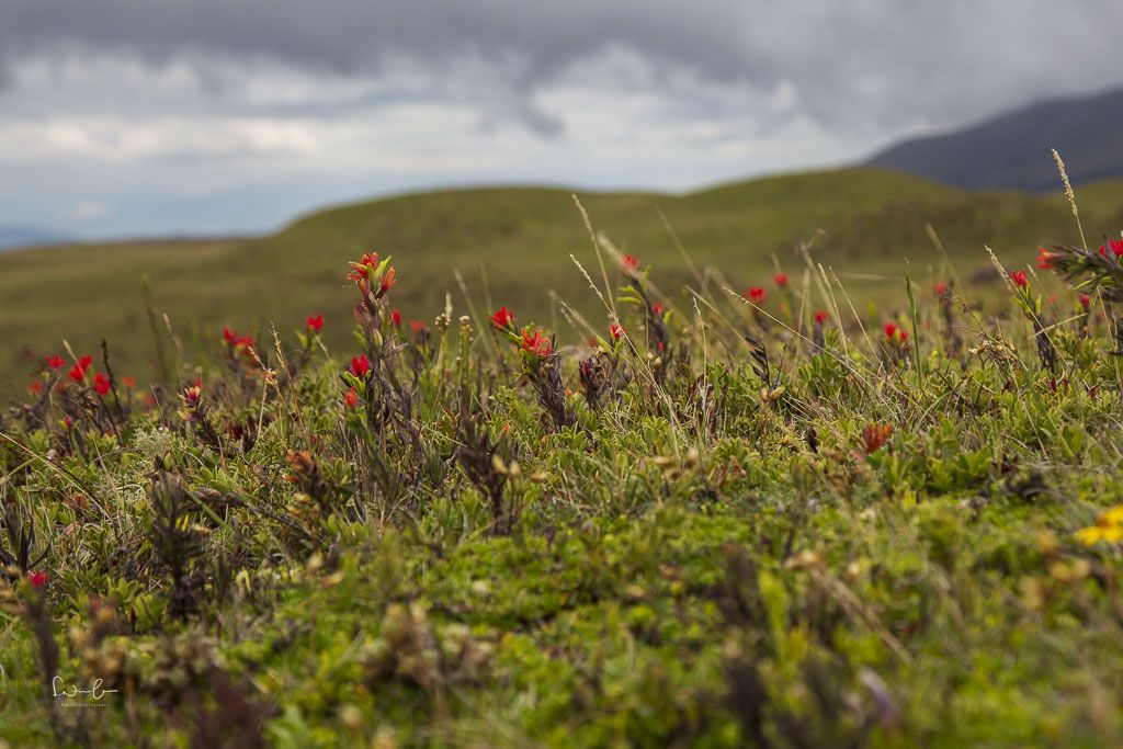 Ecuador Cotopaxi National Park