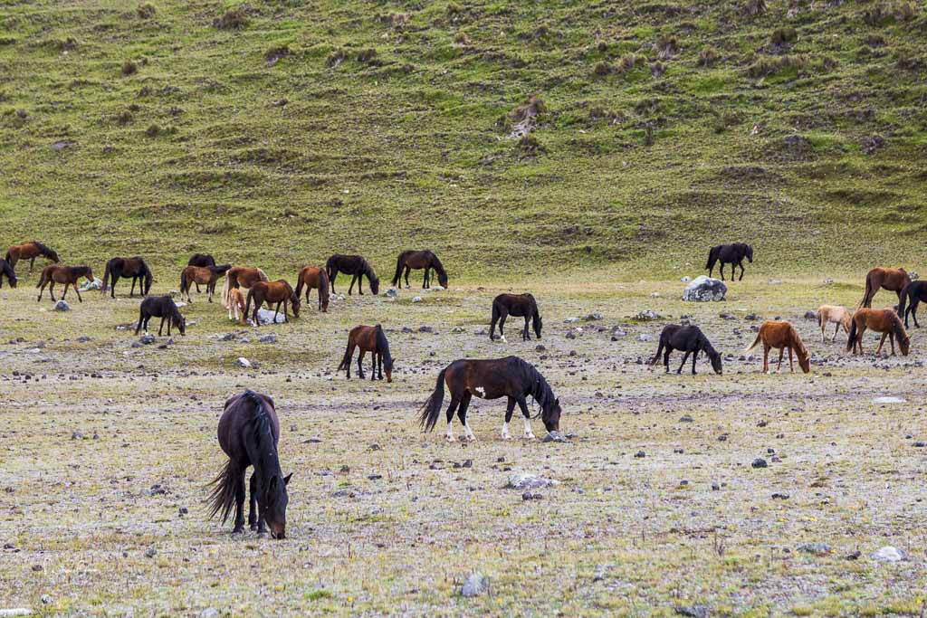 Cotopaxi National Park