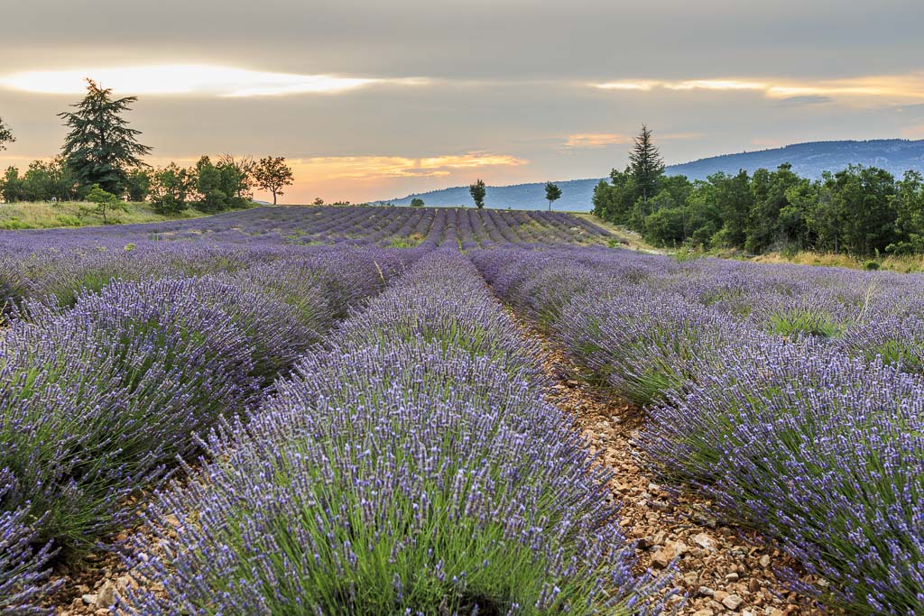 Provence lavender field