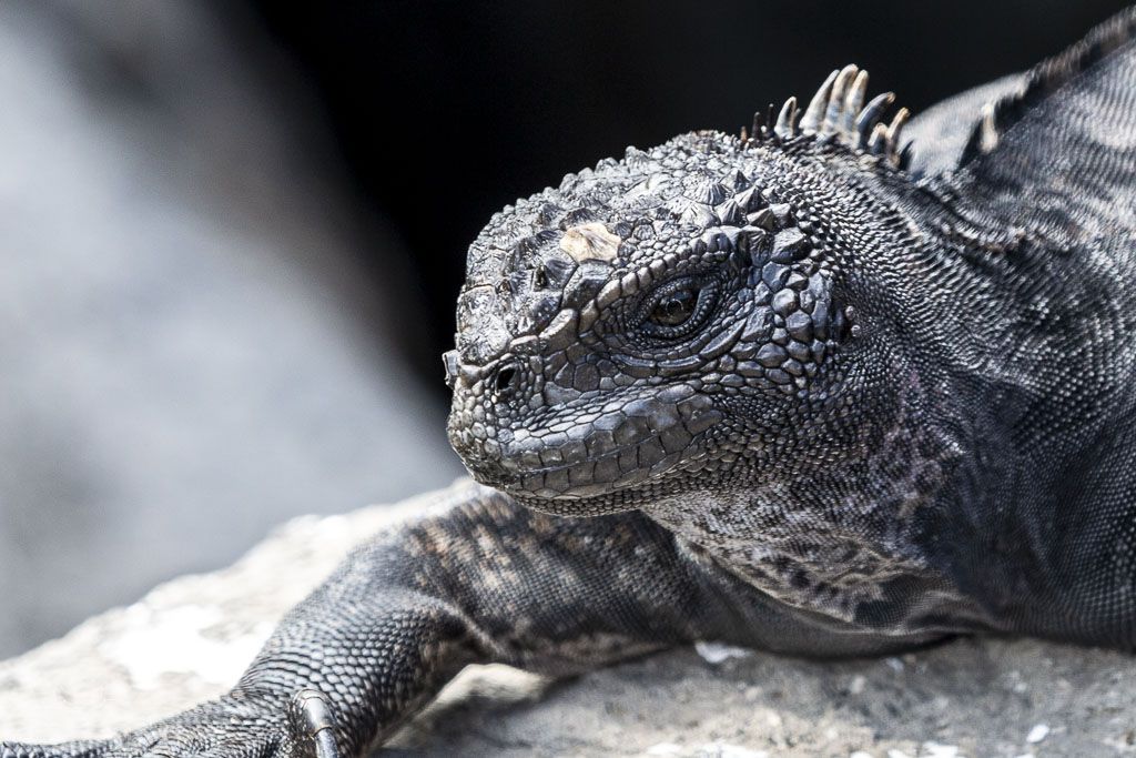 MARINE IGUANA galapagos