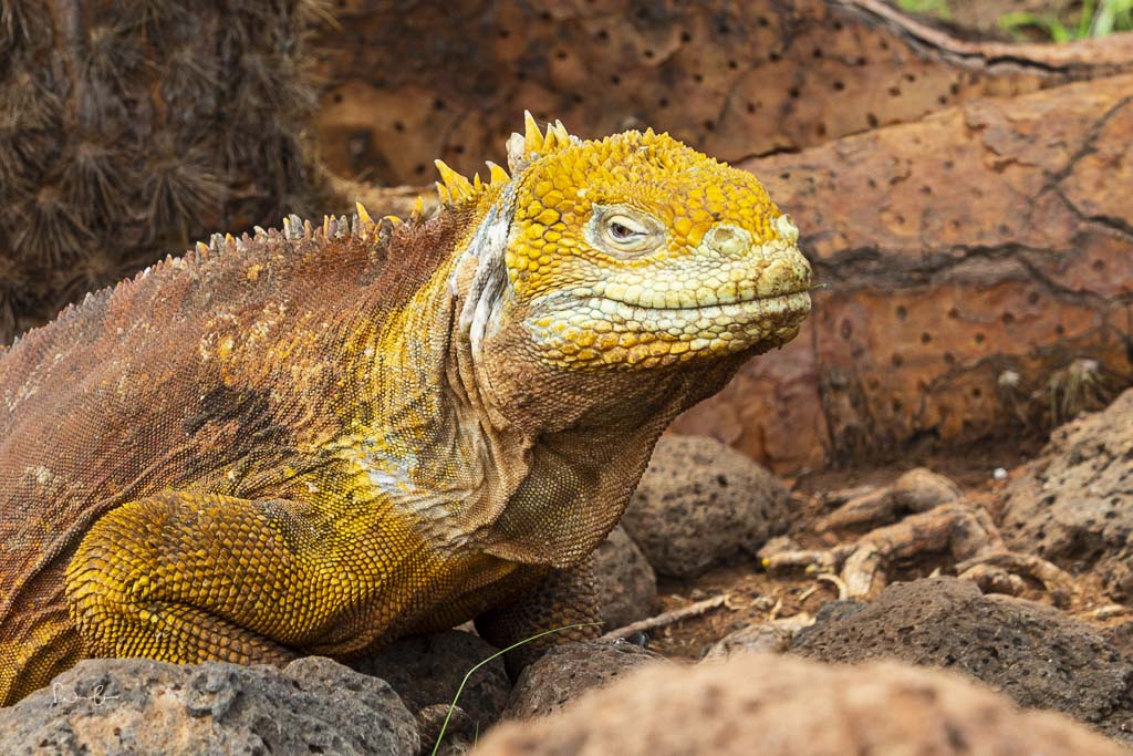 Galapagos land iguana