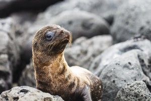 Galapagos itinerary