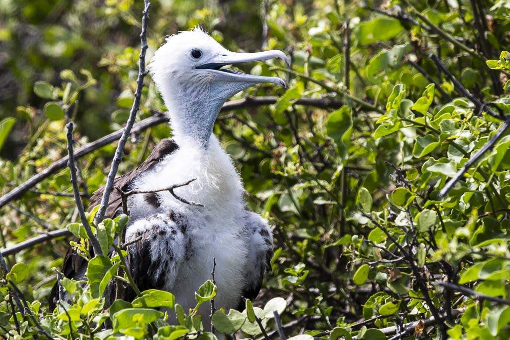 Fregattvogel galapagos