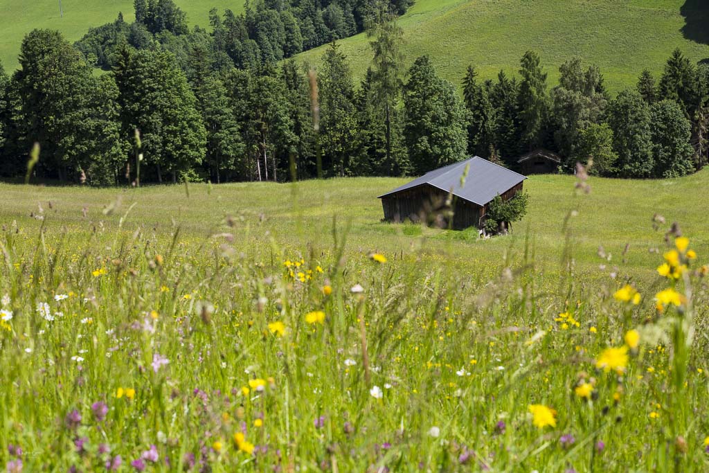 Alpbach Sommer