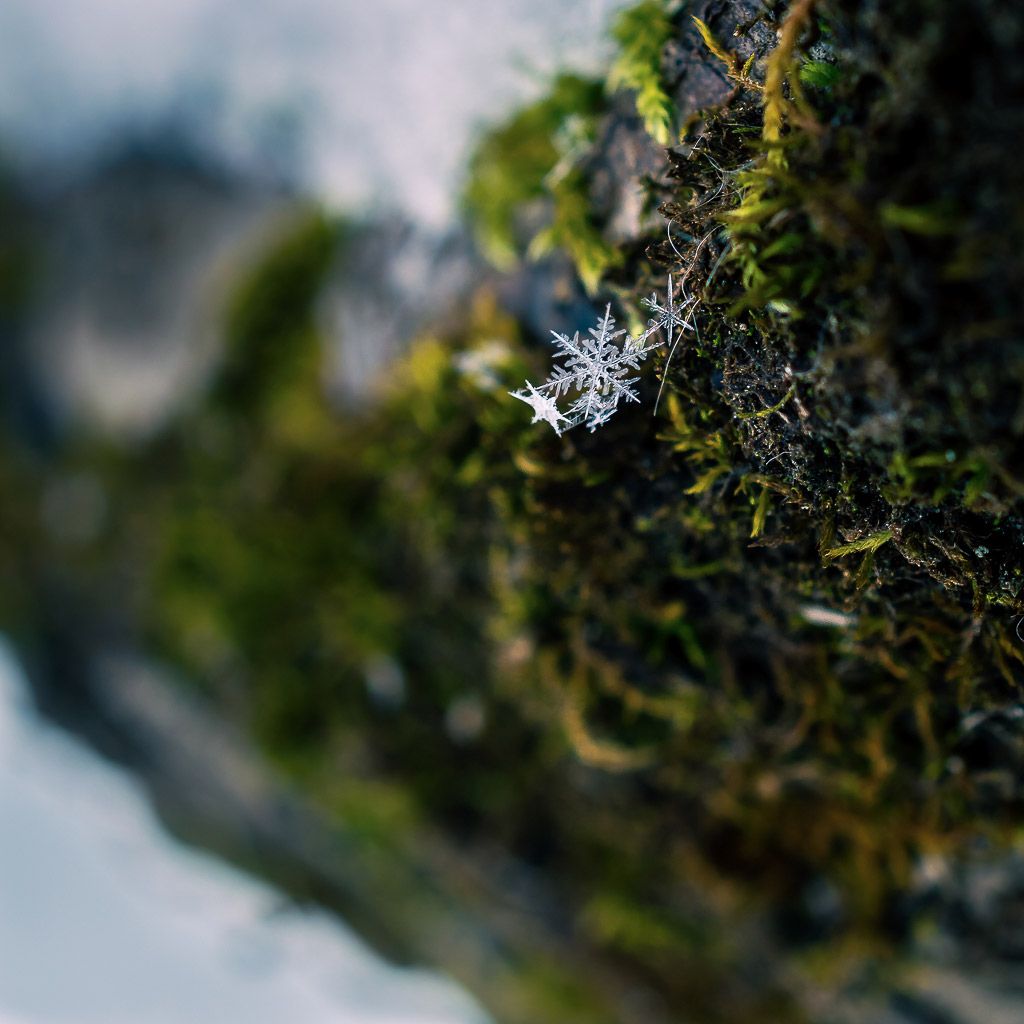 Schneeflocken fotografieren