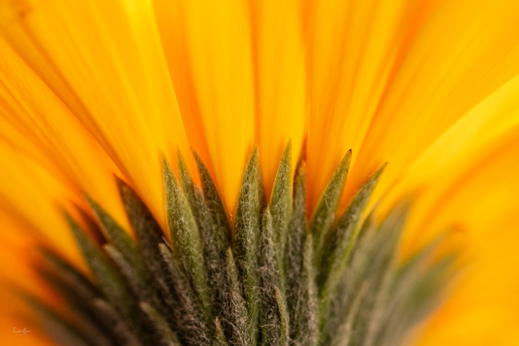 Blumen fotografieren