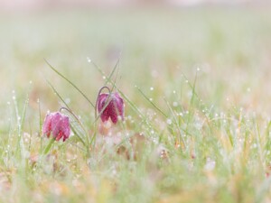 Schachbrettblumen mit Tautropfen Blumenfotografie Tipps