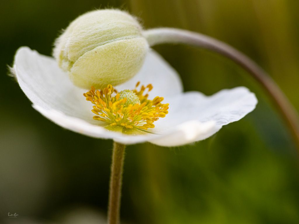 Blumen fotografieren