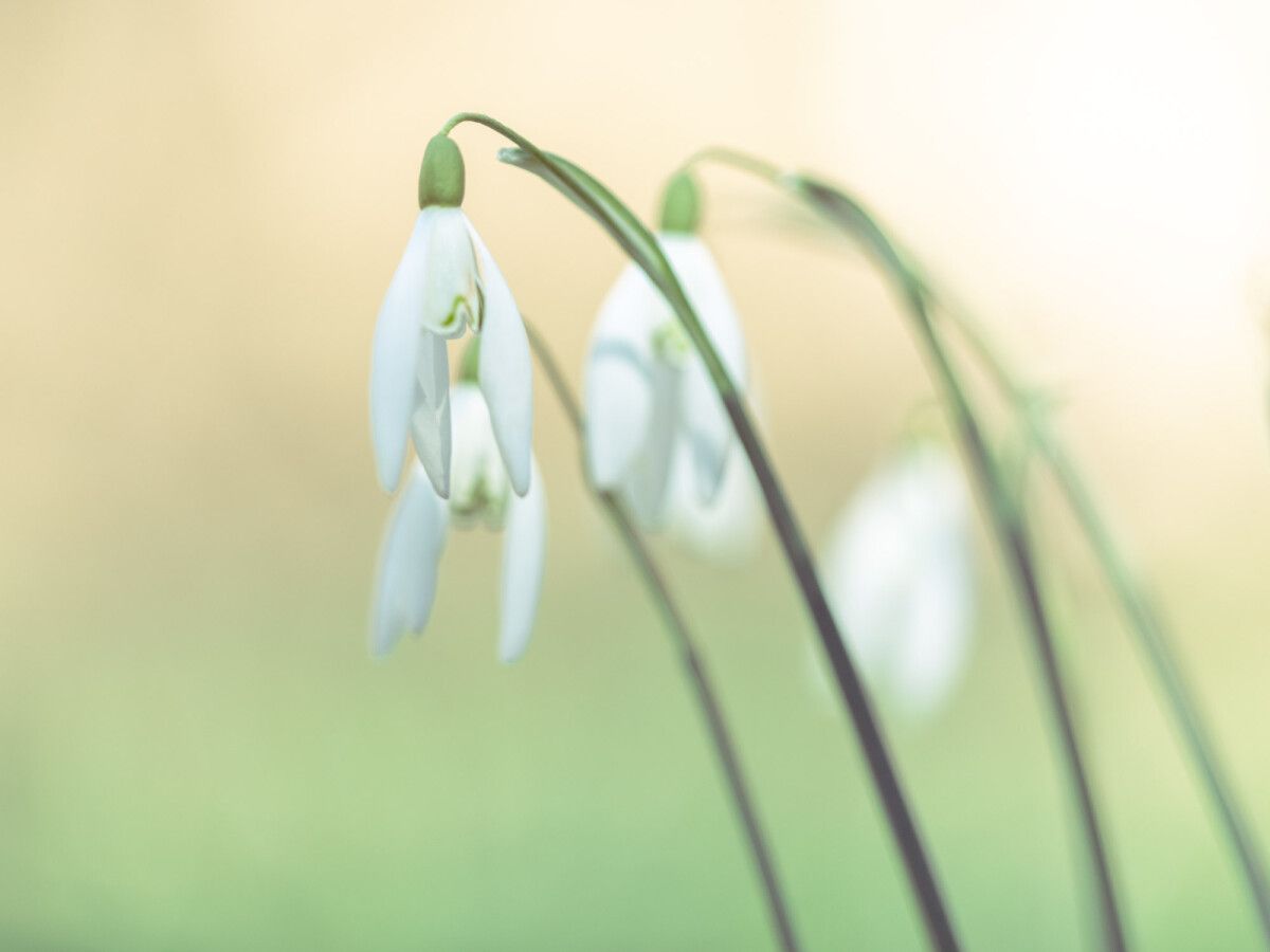 Schneeglöckchen zart fotografiert Blumenfotografie tipps