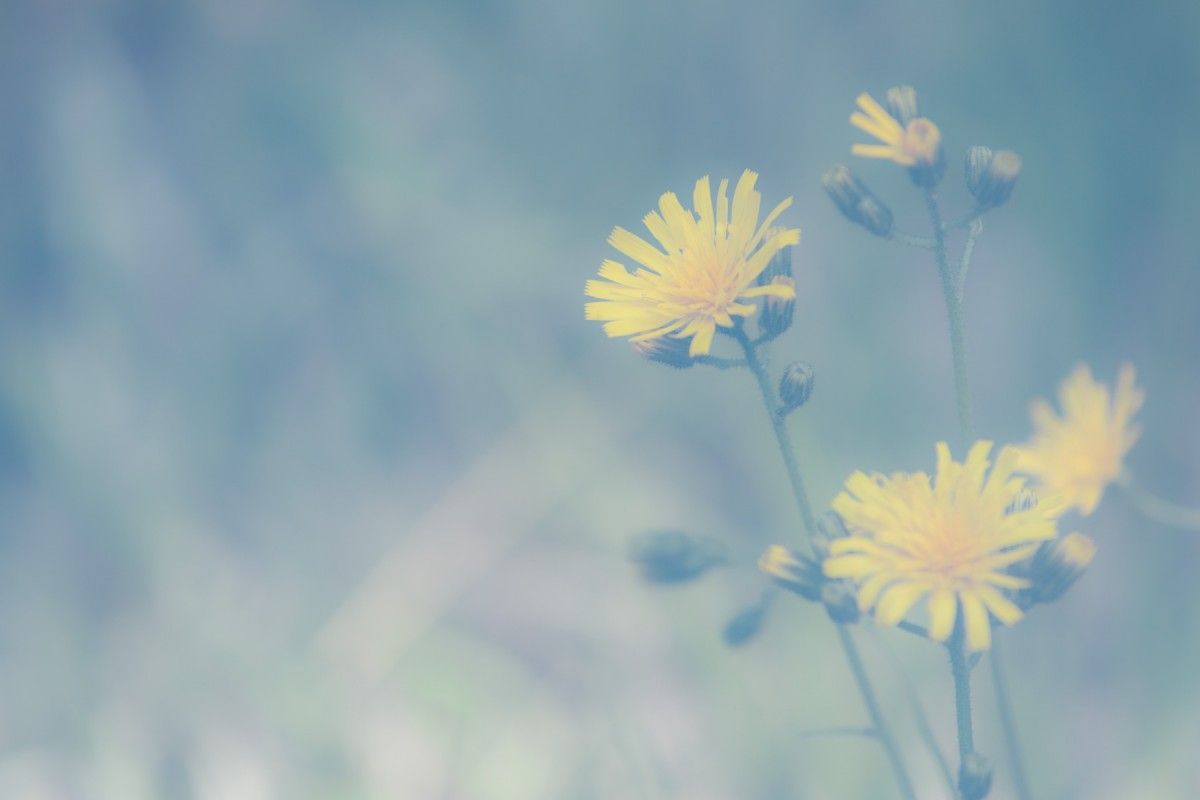 kreative Naturfotografie