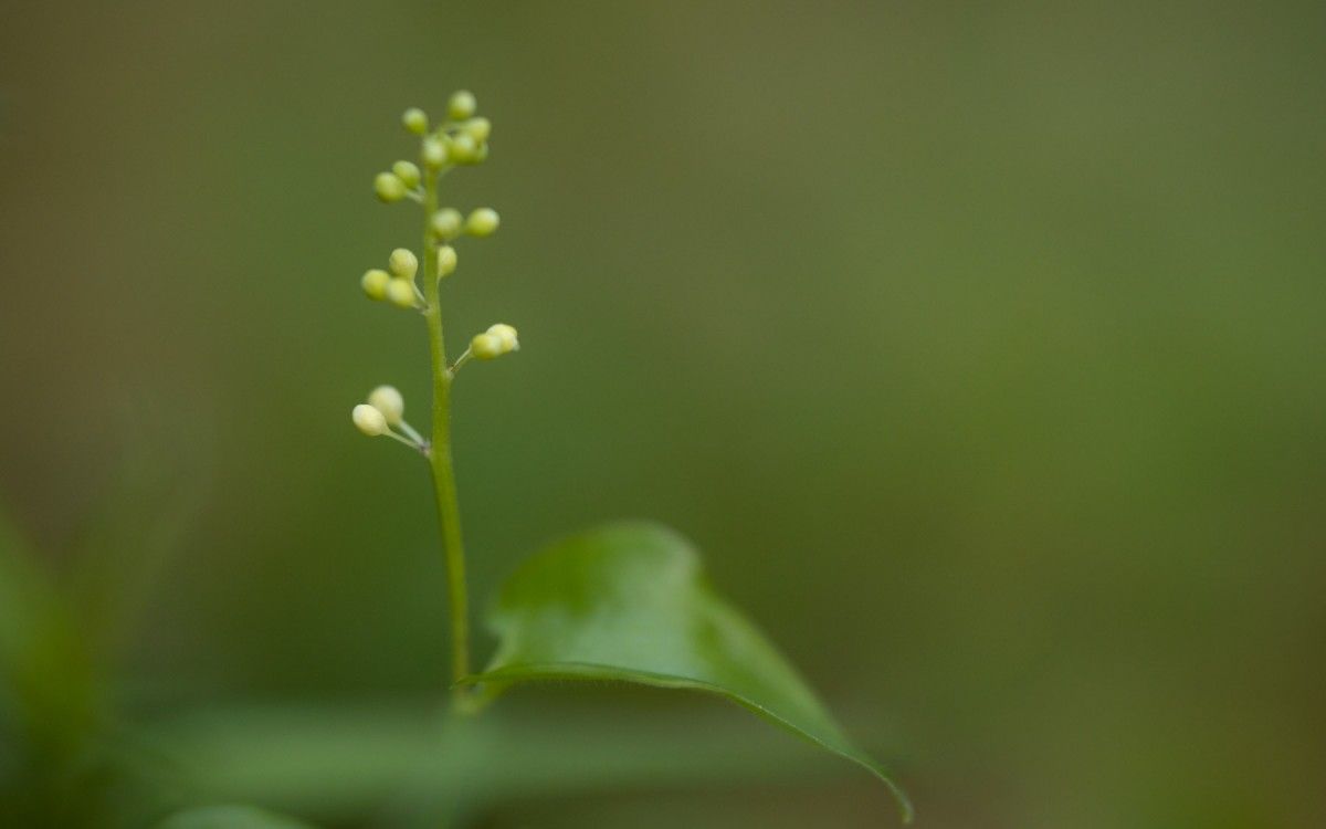 kreative Naturfotografie