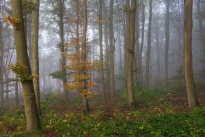 im Wald fotografieren Tipps