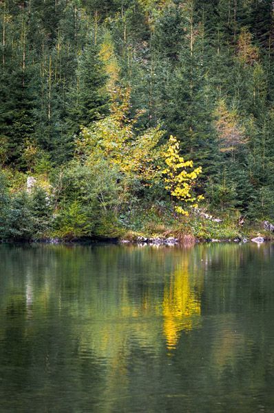 Waldfotografie