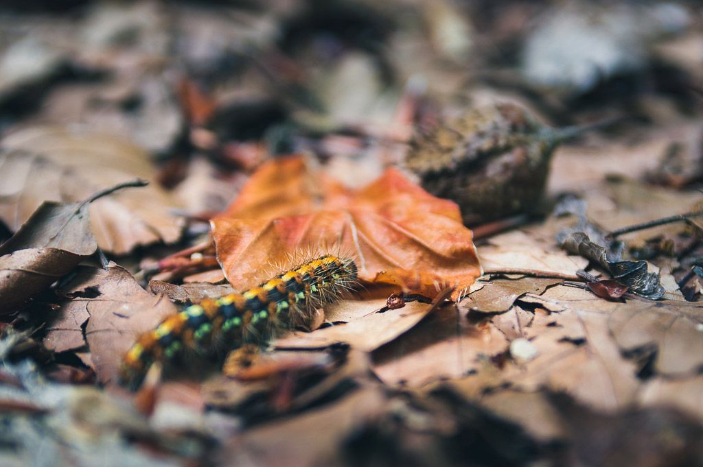 im Wald fotografieren