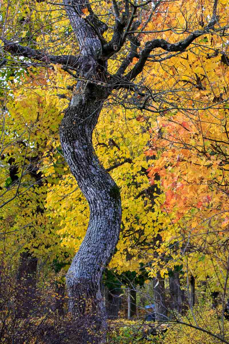 Herbstfotografie Tipps