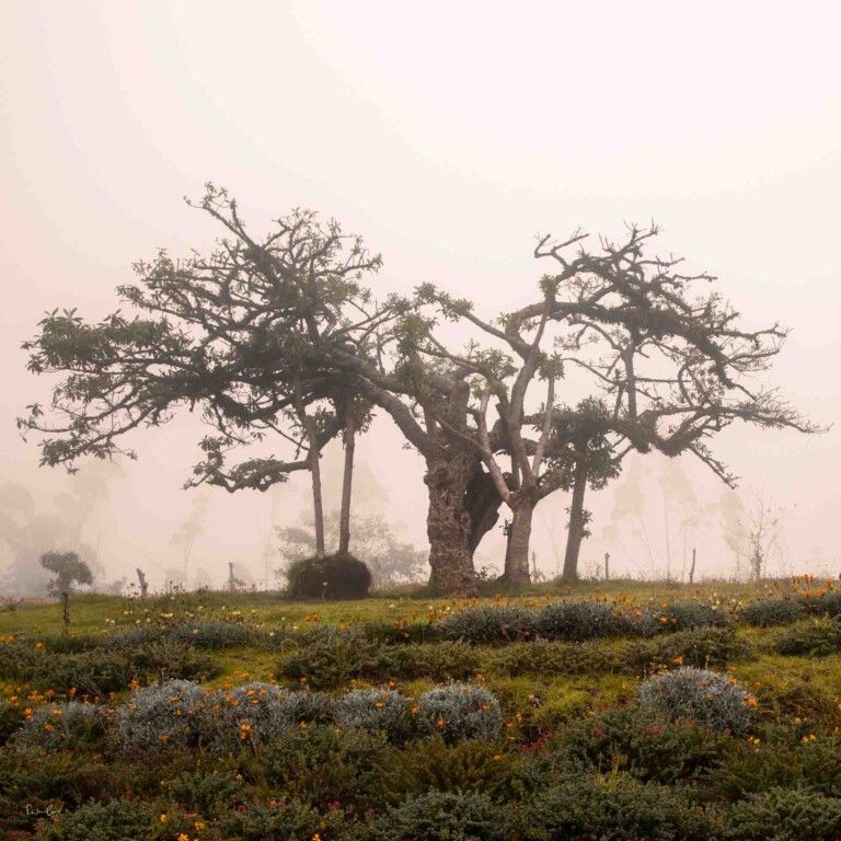 Fotografie Tipp Nebel fotografieren