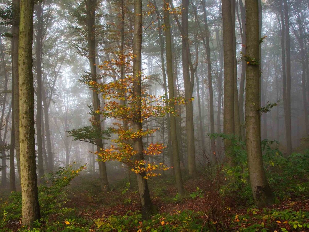 Fotografie Tipp Nebel fotografieren