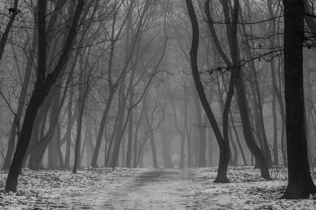 Fotografie Tipp Nebel fotografieren