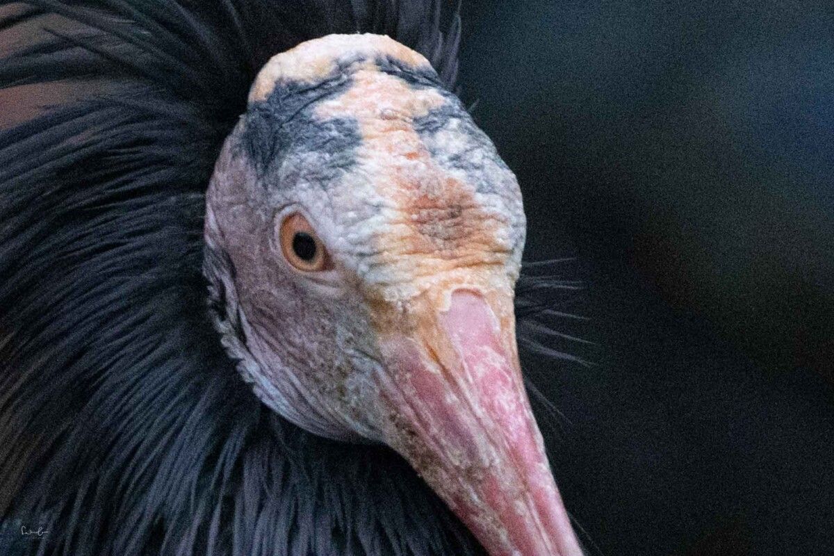 unterbelichtetes Bild aufgehellt hohes Rauschen