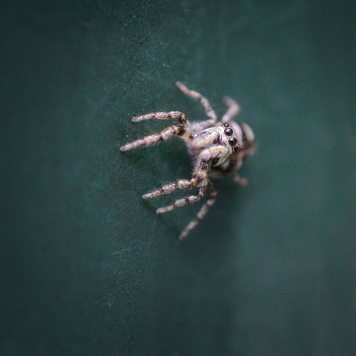 Makro mit Makroobjektiv