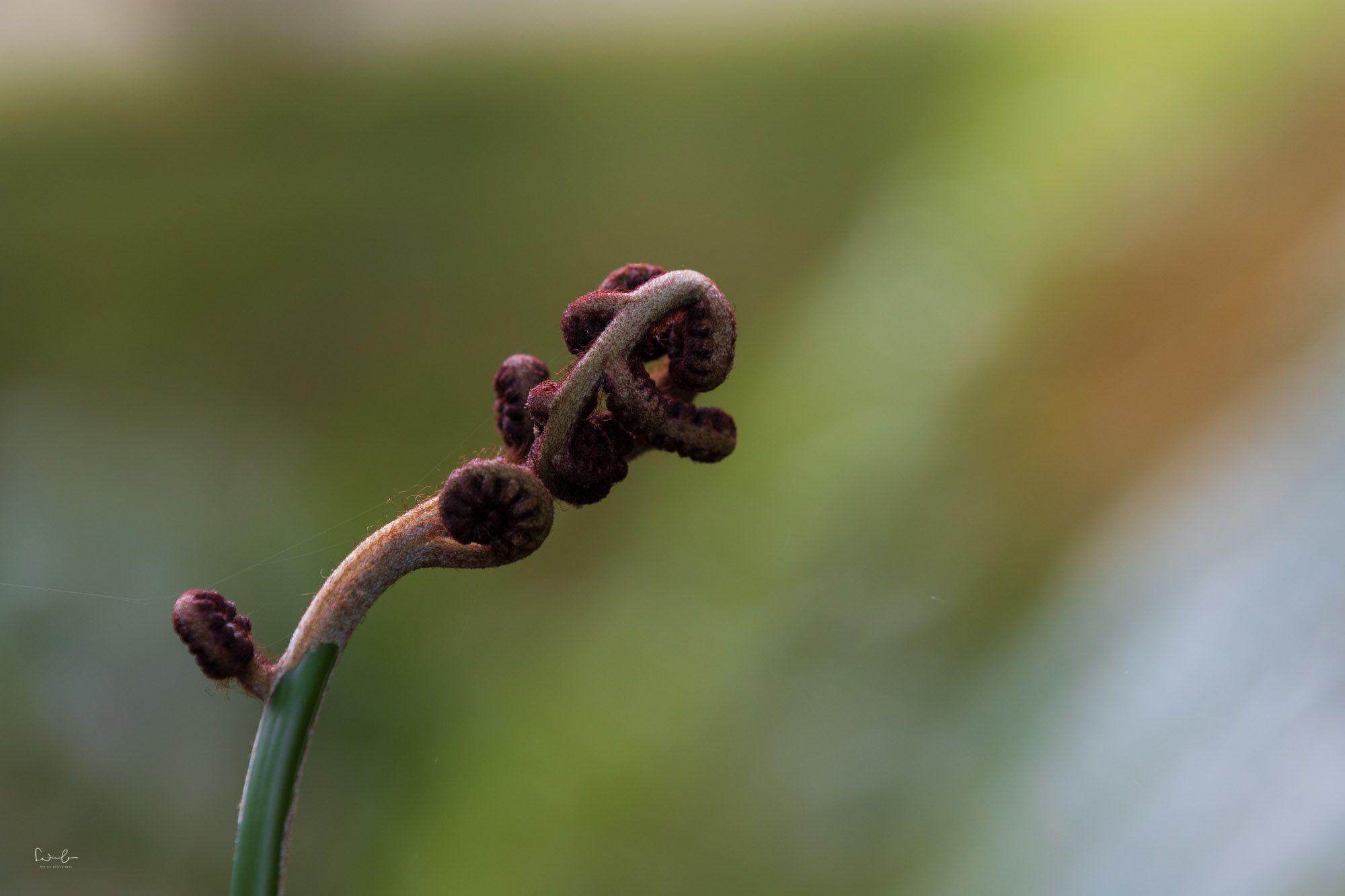 Unschärfe durch große Blende. Farn mit Blende f/3.5 fotografiert