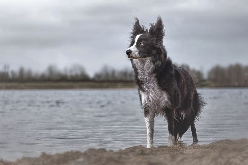 ein Hund schaut in die Ferne