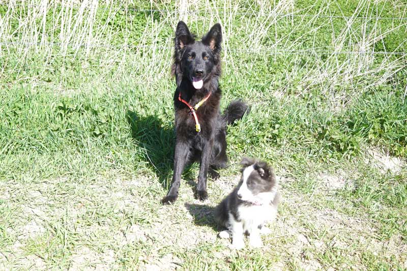 Zwei Hunde fotografiert überbelichtet